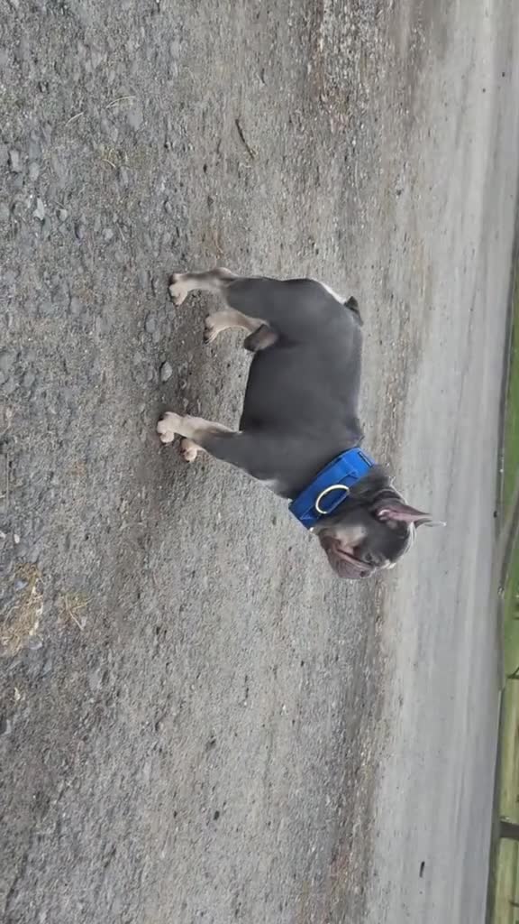 French Bulldog dogs for stud: Smallest proven micro stud in the uk - Video 2