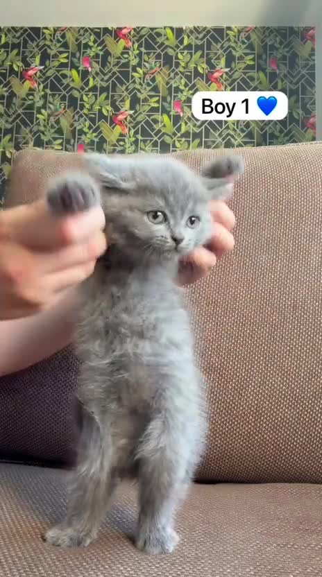 Exotic cats for sale: British short hair cross Persian  - Video 1