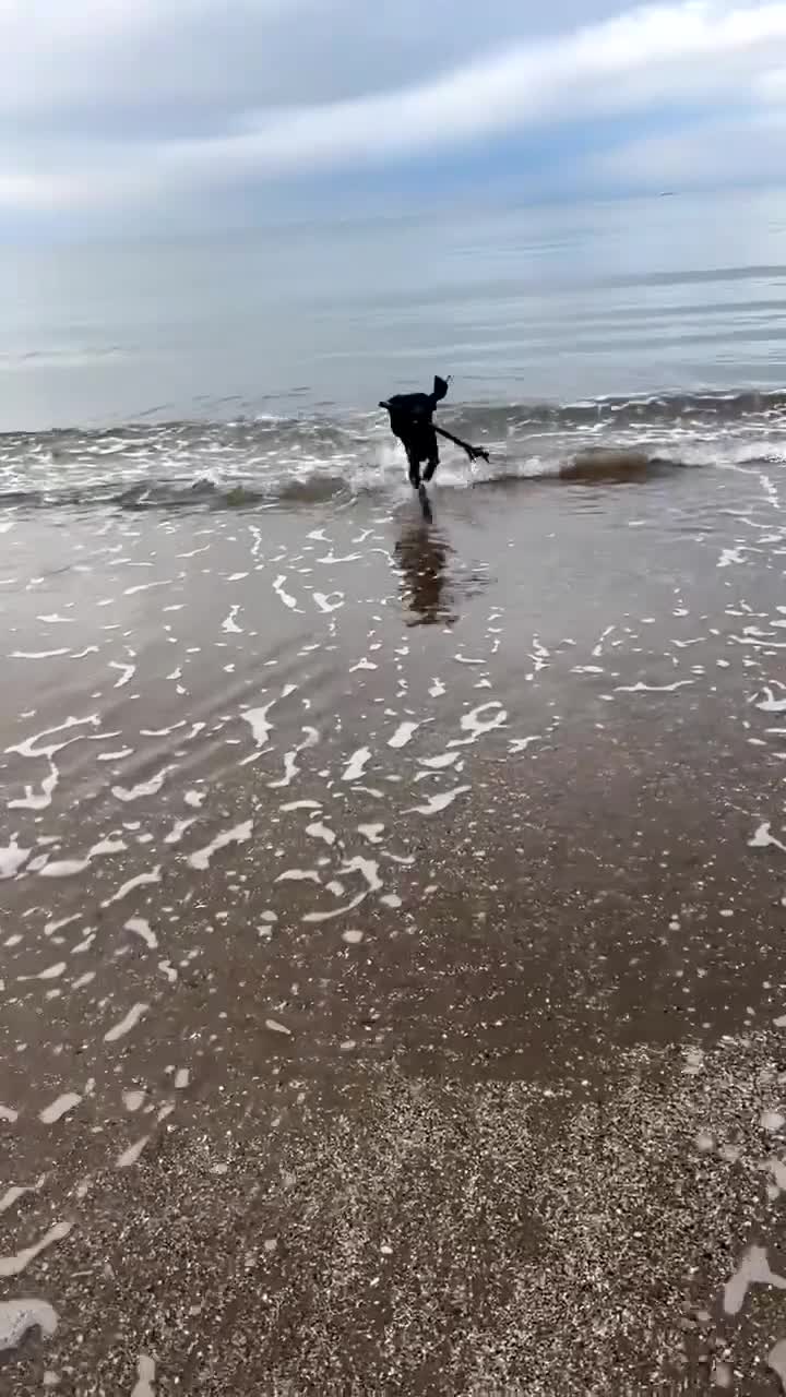 Cocker Spaniel dogs for sale: 9 month old male cocker spaniel  in Ayr - Video 4