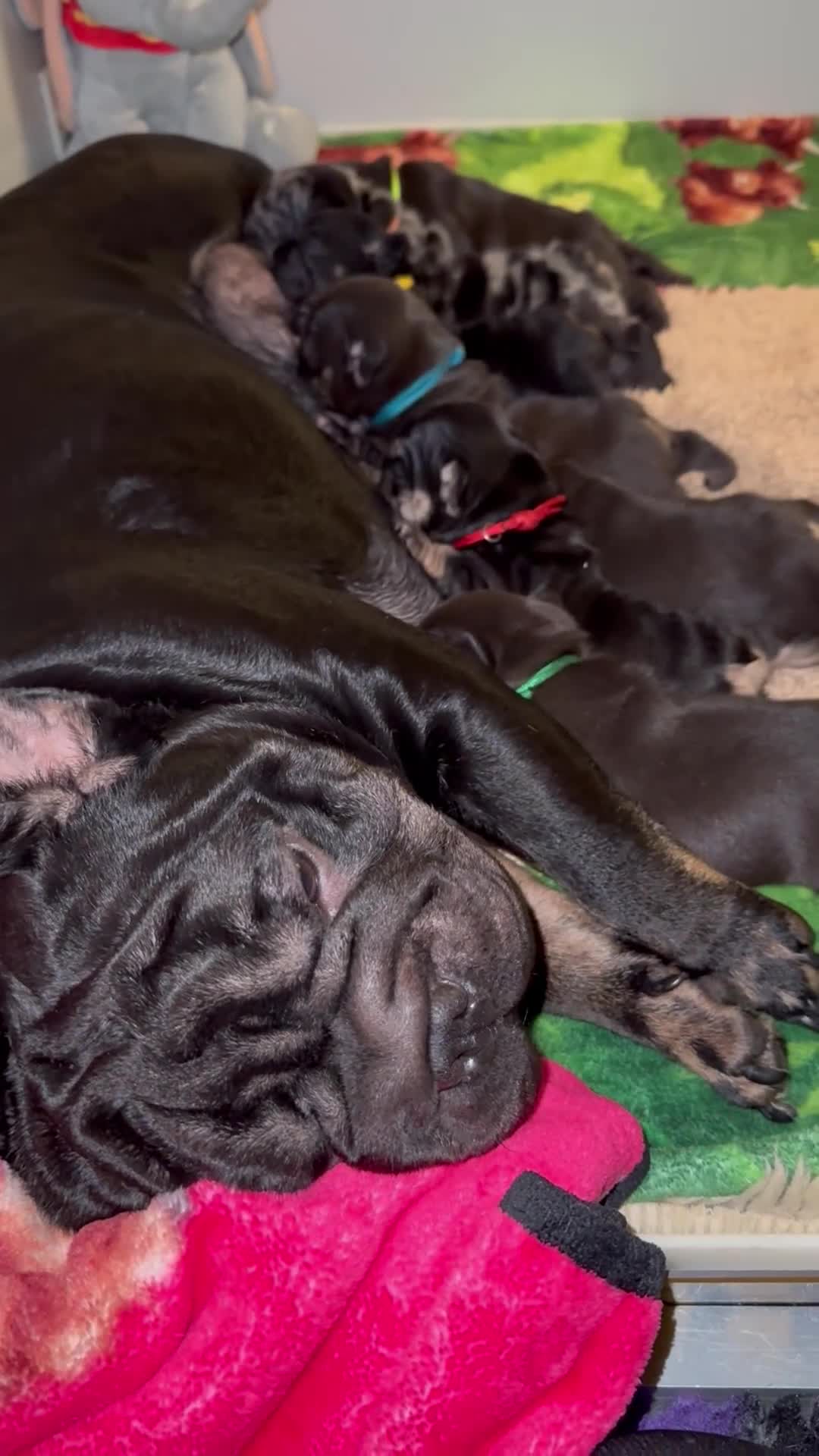 French Bulldog dogs for sale: Stunning litter of frenchies  - Video 2