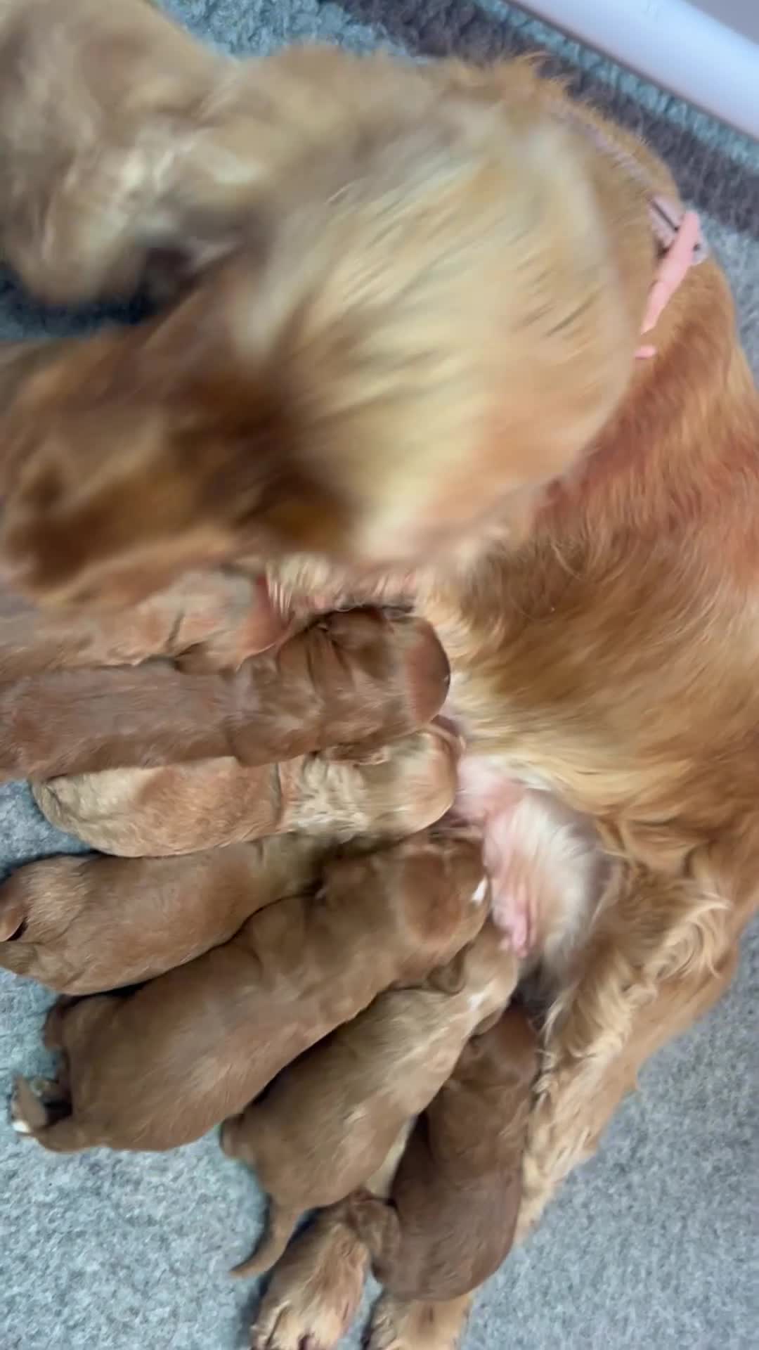 Cockapoo dogs for sale: F1 TOY SHOW TYPE DNA 🧬 CLEAR COCKAPOO BABIES 🧸 - Video 1