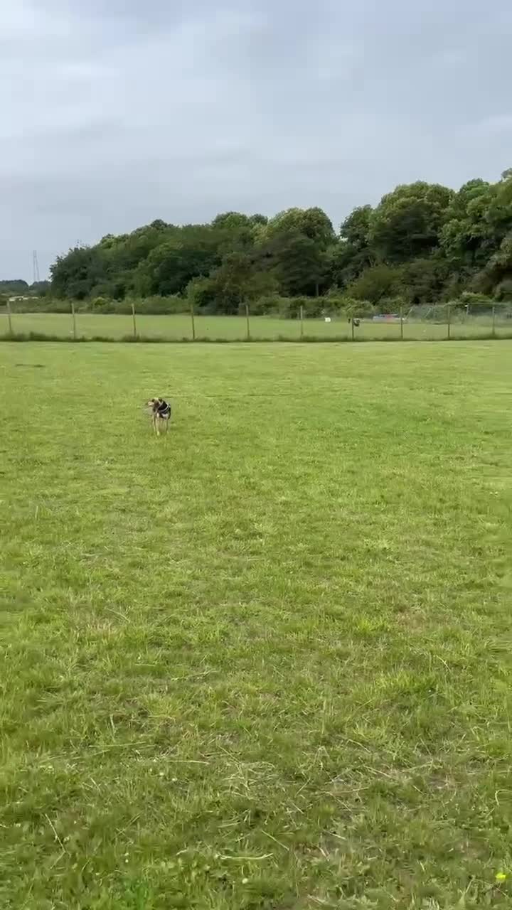 Mixed Breed dogs for adoption: Lottie –  10 months old, Mixed Breed Girl Pup - Video 3