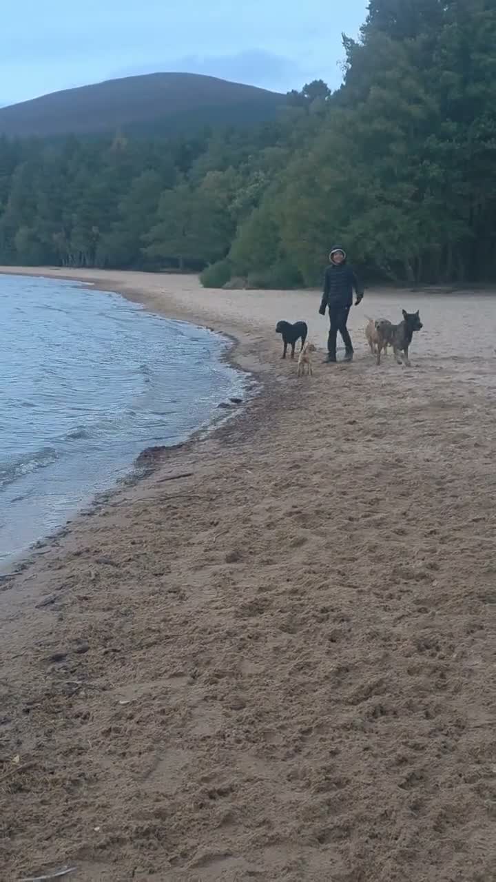 Belgian Shepherd Dog dogs for sale: A girl's best friend  - Video 1