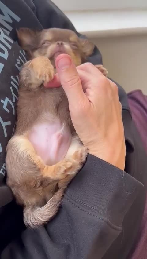 Chihuahua dogs for sale: Gorgeous chocolate Russian lines boy - Video 4