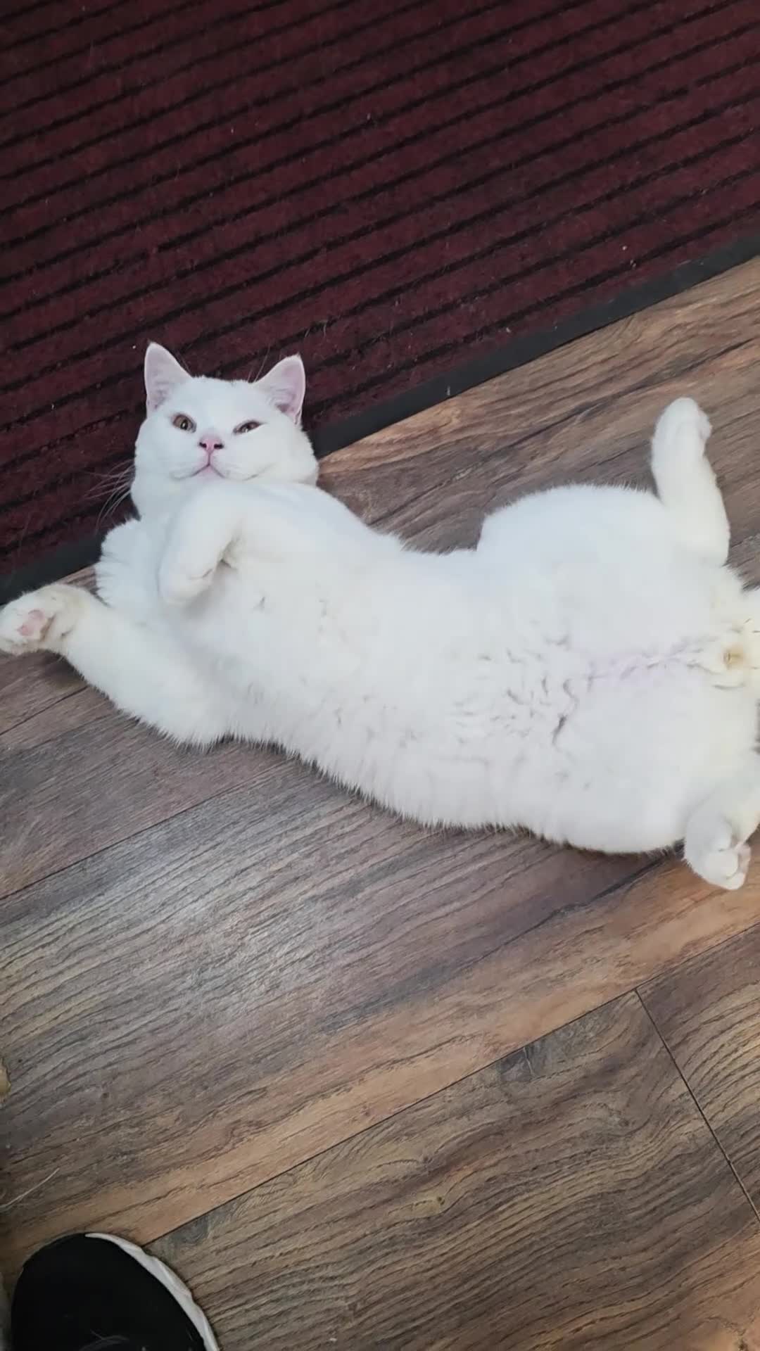 British Shorthair cats for stud: British Shorthair White Boy – proven stud service  - Video 2