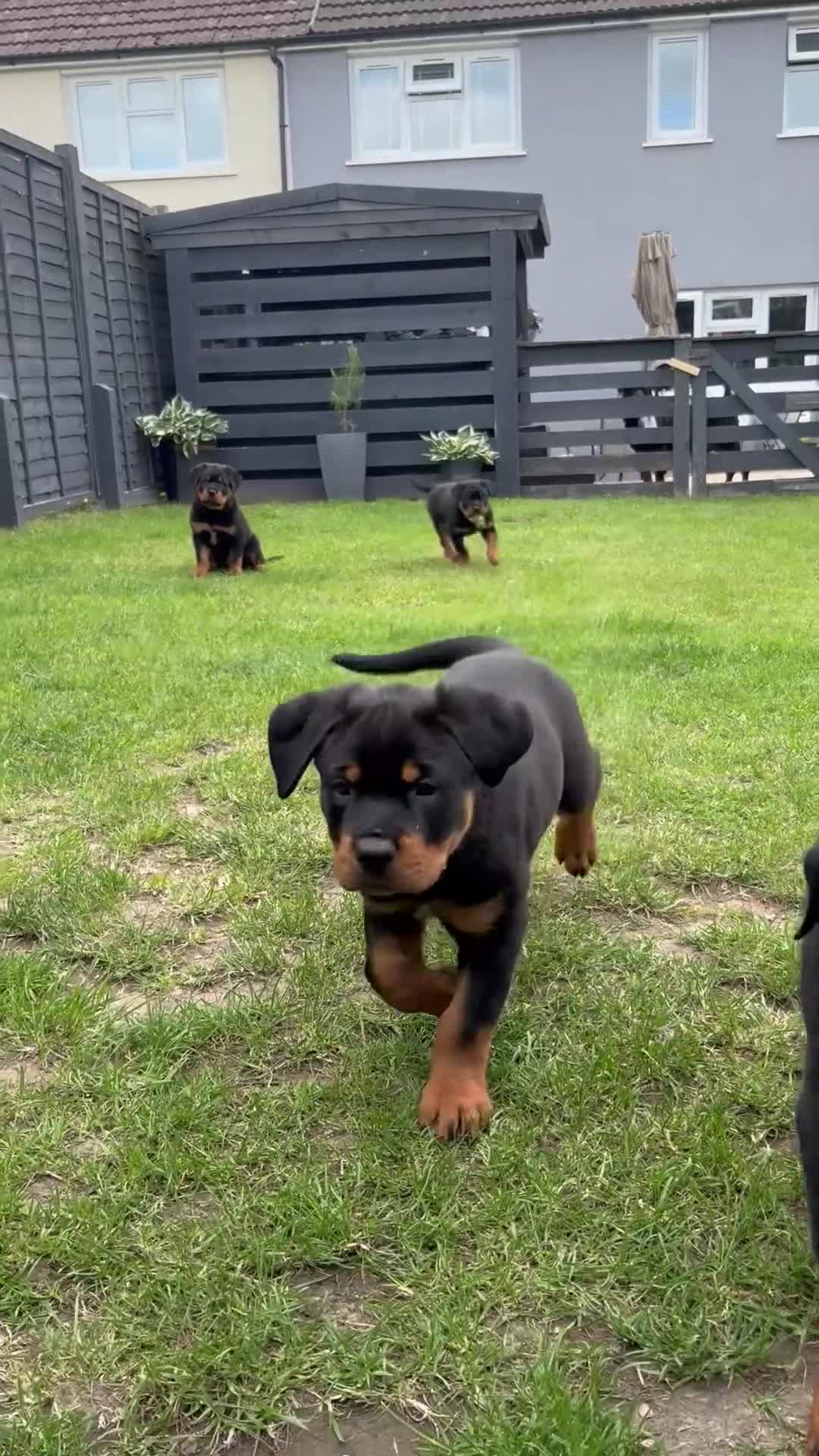 Rottweiler dogs for sale: Rottweiler puppies. 1 LEFT. READY TO GO. - Video 3