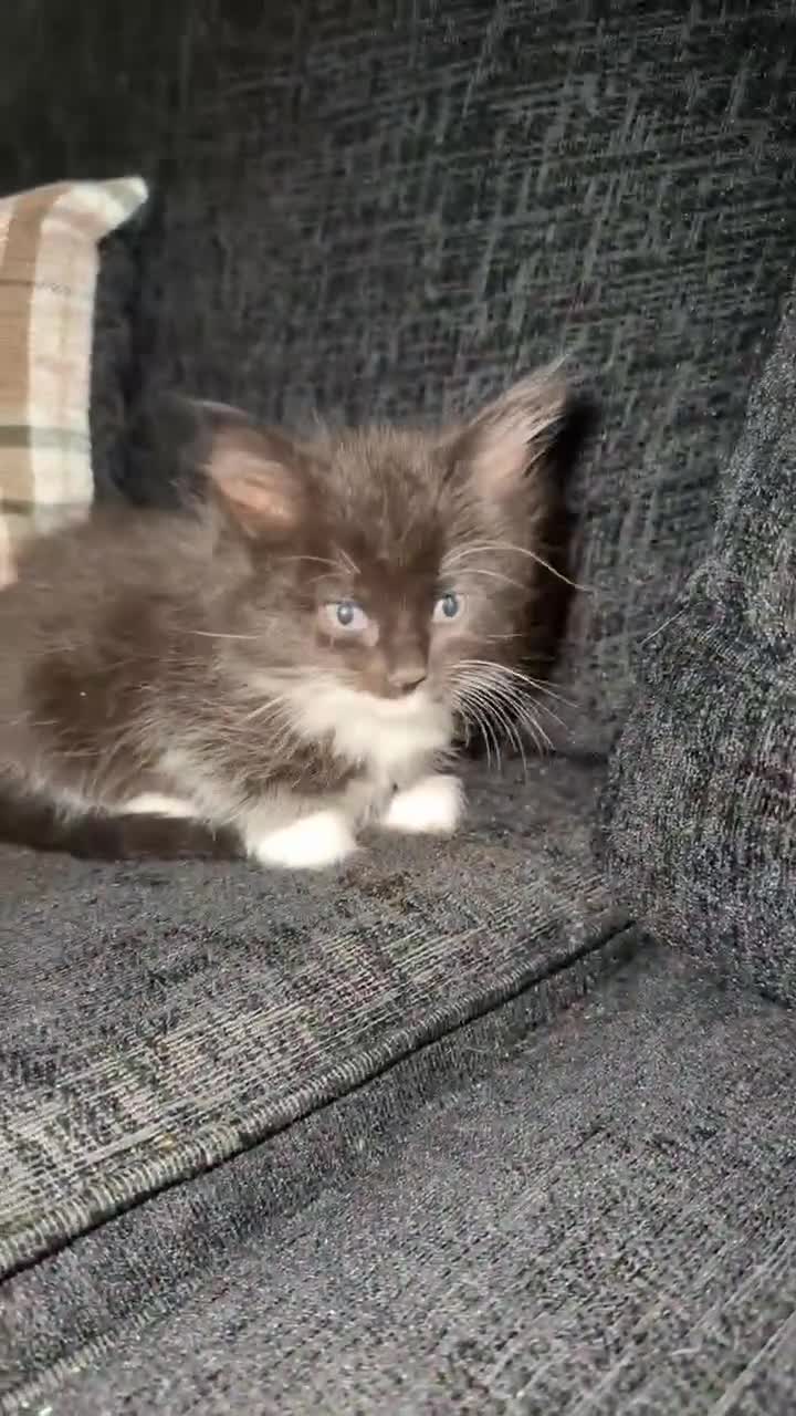 Mixed Breed cats for sale: Twin chocolate fluffys & 3 fluffy tuxedos🤍 - Video 4