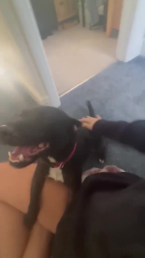Patterdale Terrier dogs for sale: 3 Year Old Patterdale Terrier in Widnes - Video 1
