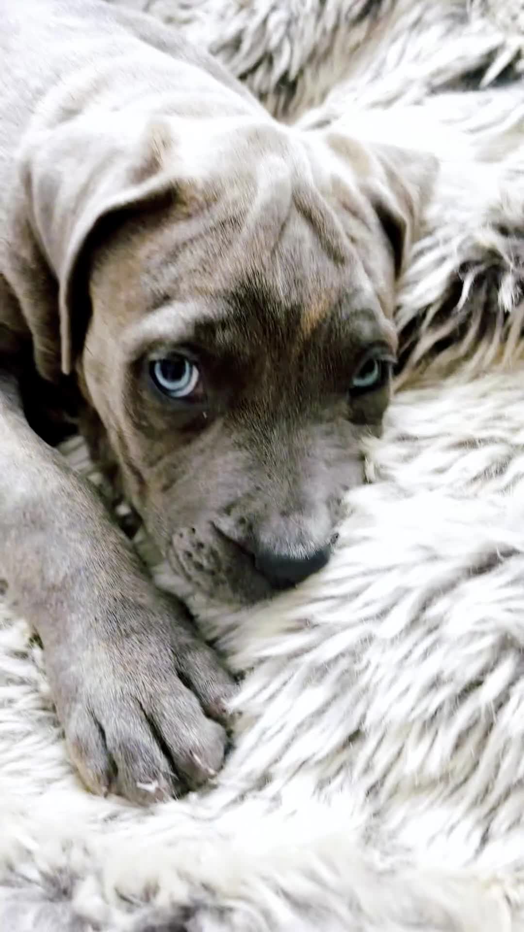 Mixed Breed dogs for sale: Cane Corso / Bullmastiff Puppies ready to  go. - Video 2