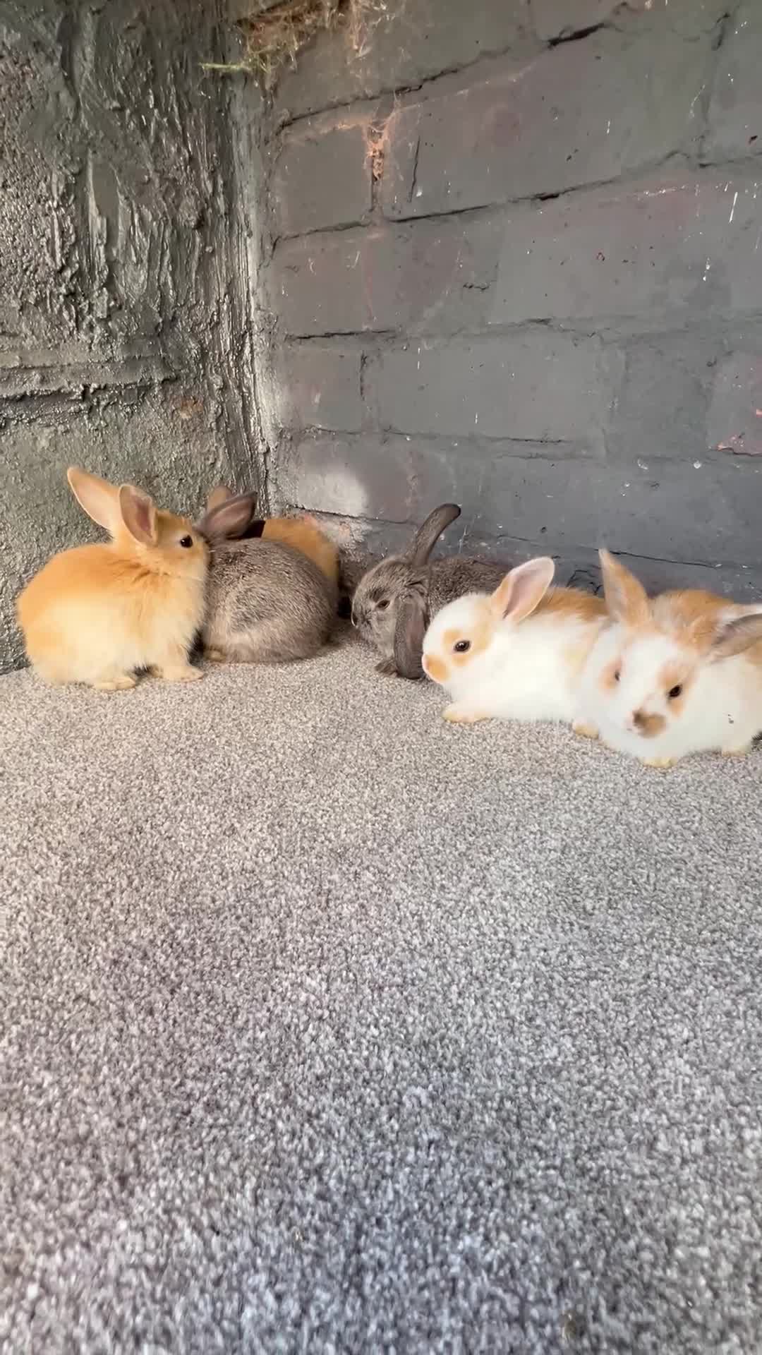 Mini Lop rabbits for sale: Mini lop rabbit  - Video 1