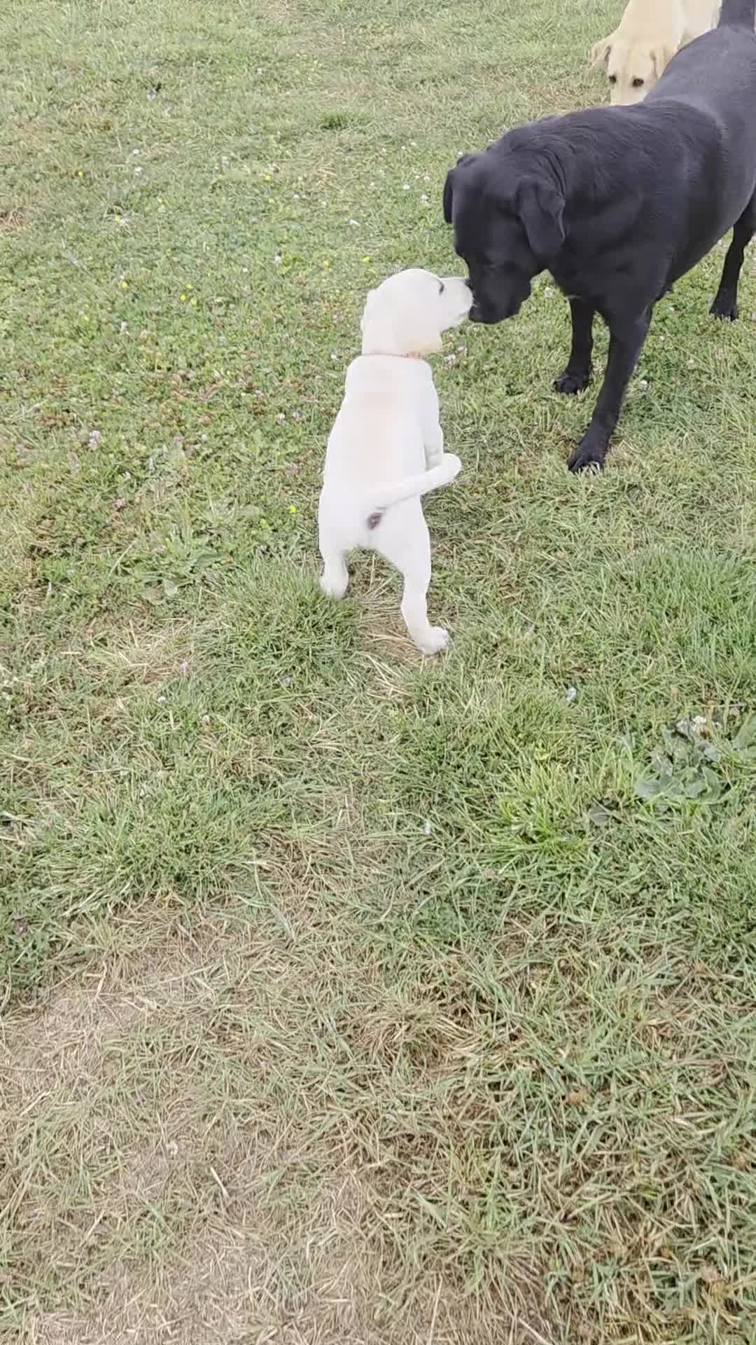 Labrador Retriever dogs for sale: KC Labrador puppies #READY TO LEAVE# - Video 2