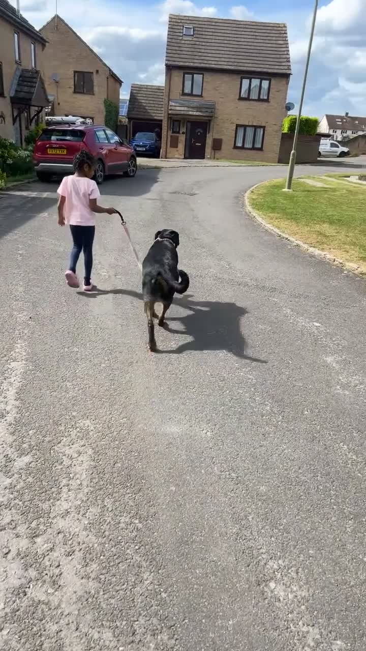 Rottweiler dogs for sale: Rottweiler pups due soon - health tested parents - Video 2