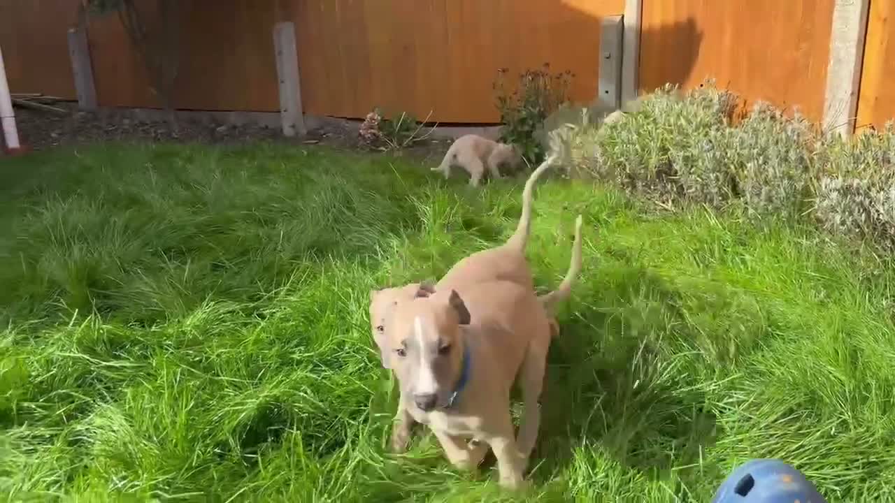 Whippet dogs for sale: KC whippet puppies  - Video 1