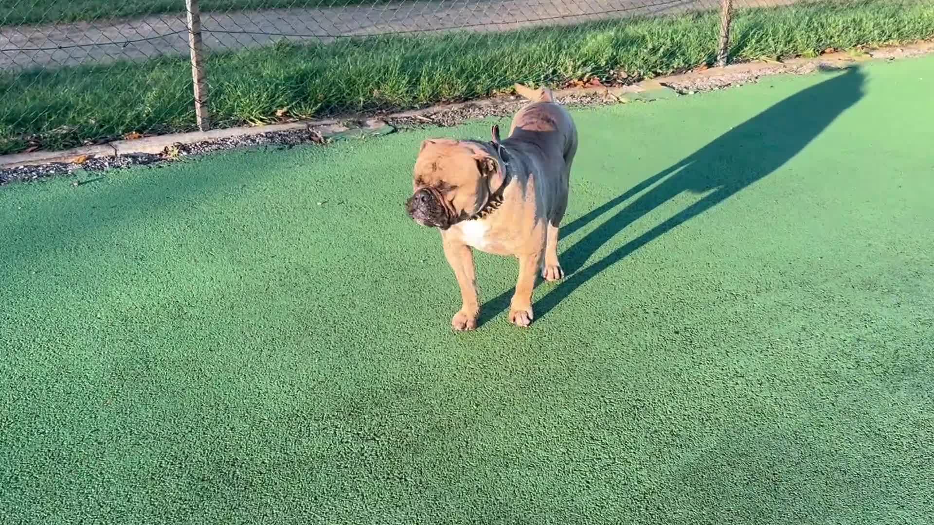 Old Tyme Bulldog dogs for sale: 19 month olde tyme bulldogge  - Video 1
