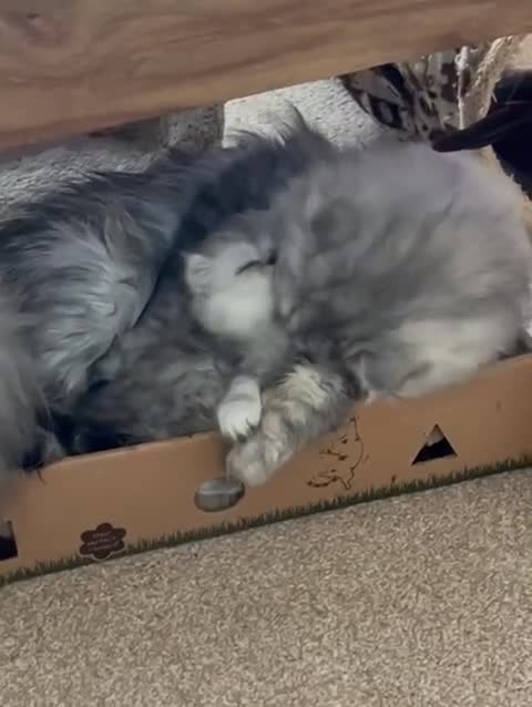 Persian cats for stud: Proven Persian Stud Shelby 💙 - Video 1