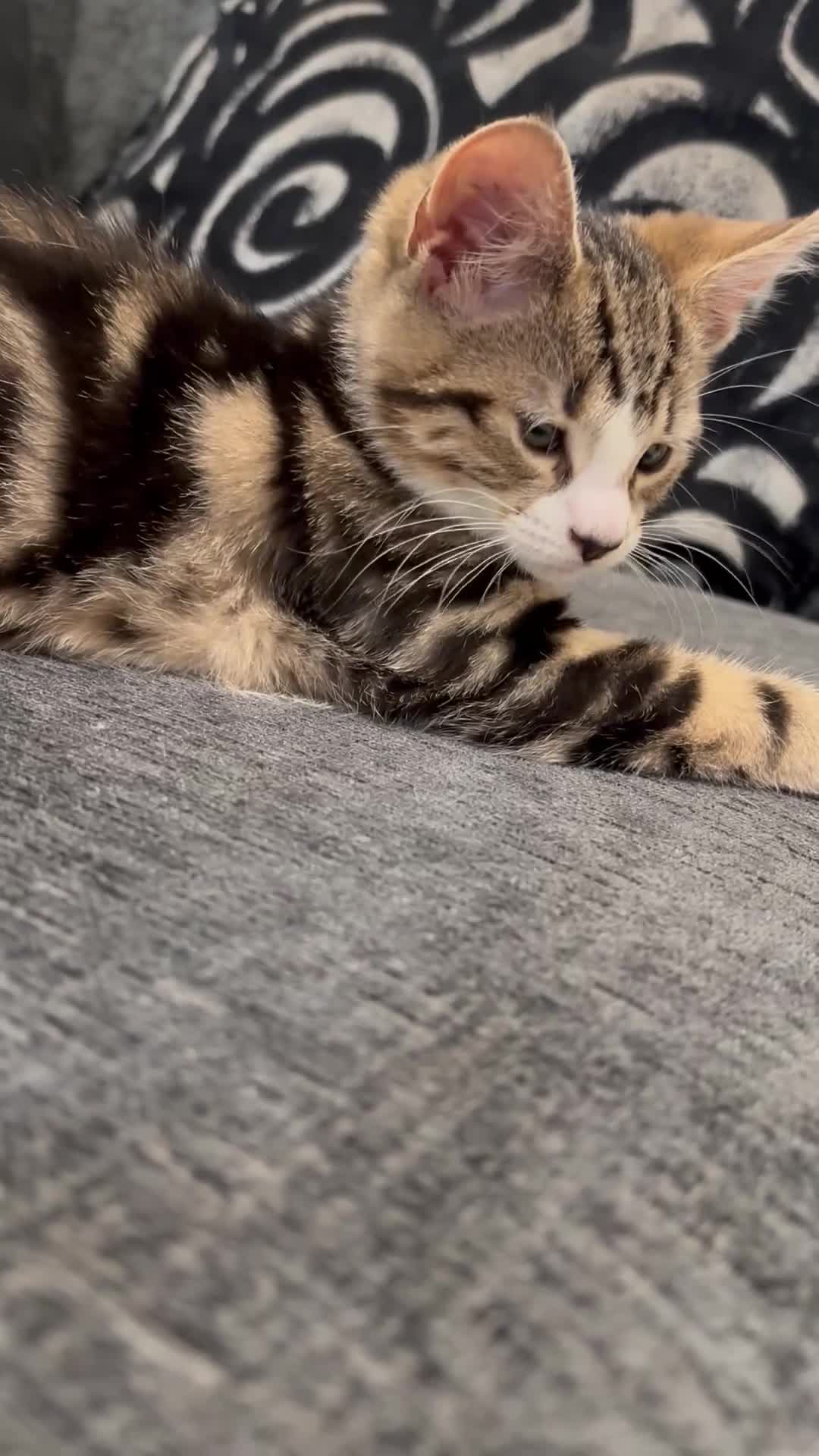 Domestic Shorthair cats for sale: Her name biscuit  - Video 1