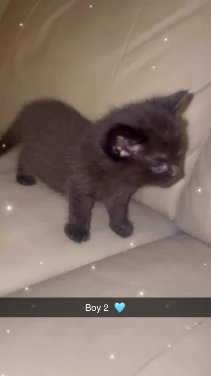 British Shorthair cats for sale: British Short Hair X - Video 4