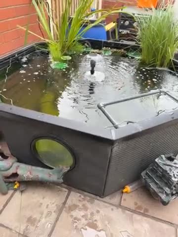 Pond Fish fish for sale: Full Pond Setup, Koi, Comets - Video 1