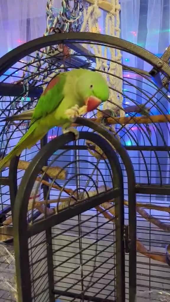 Parakeets birds for sale: Alexandrine Parakeet in Bathgate - Video 2