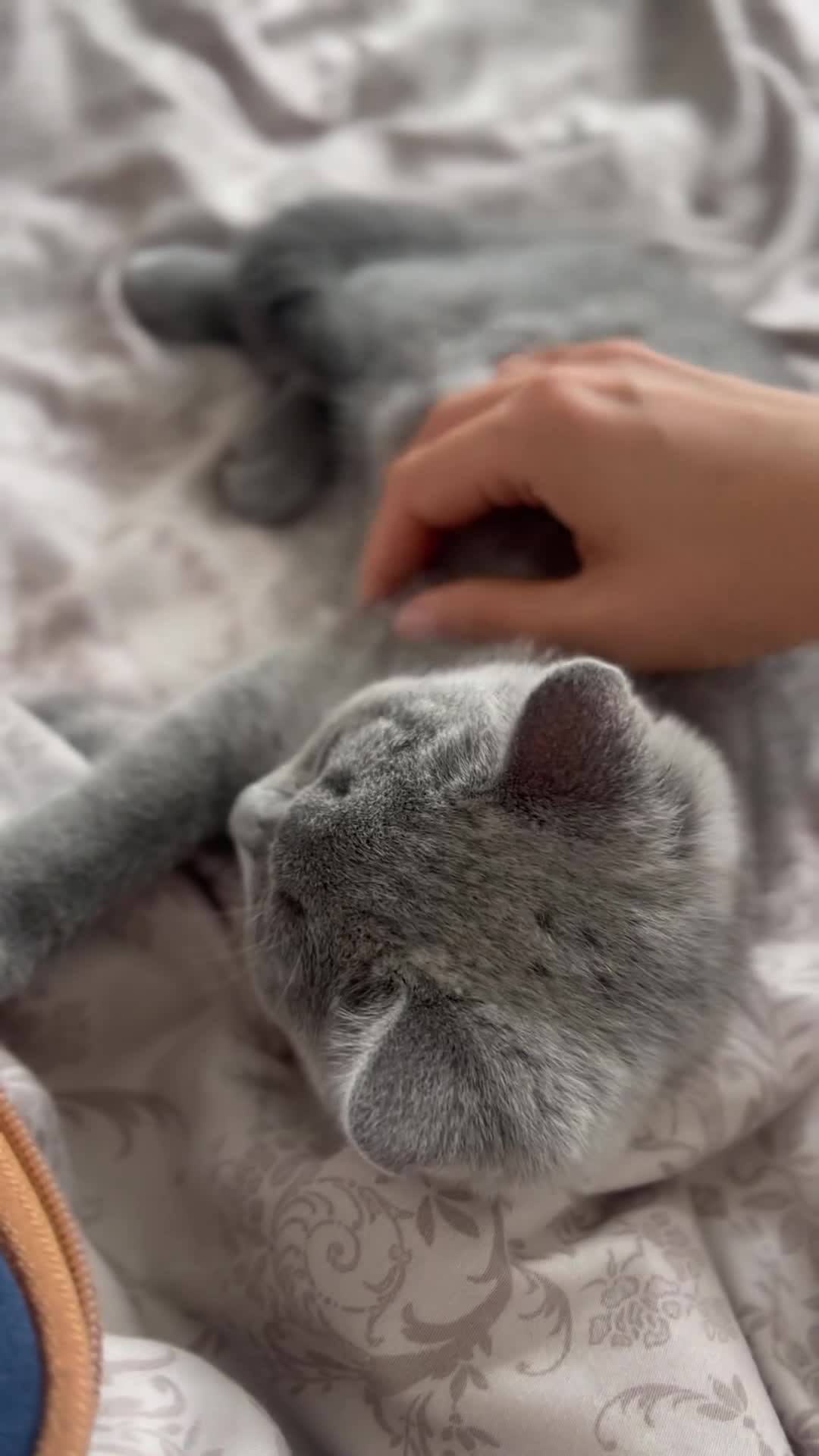 British Shorthair cats for sale: ✨ Last GCCF Registered BSH Girl. Ready to leave🏡✨ - Video 1