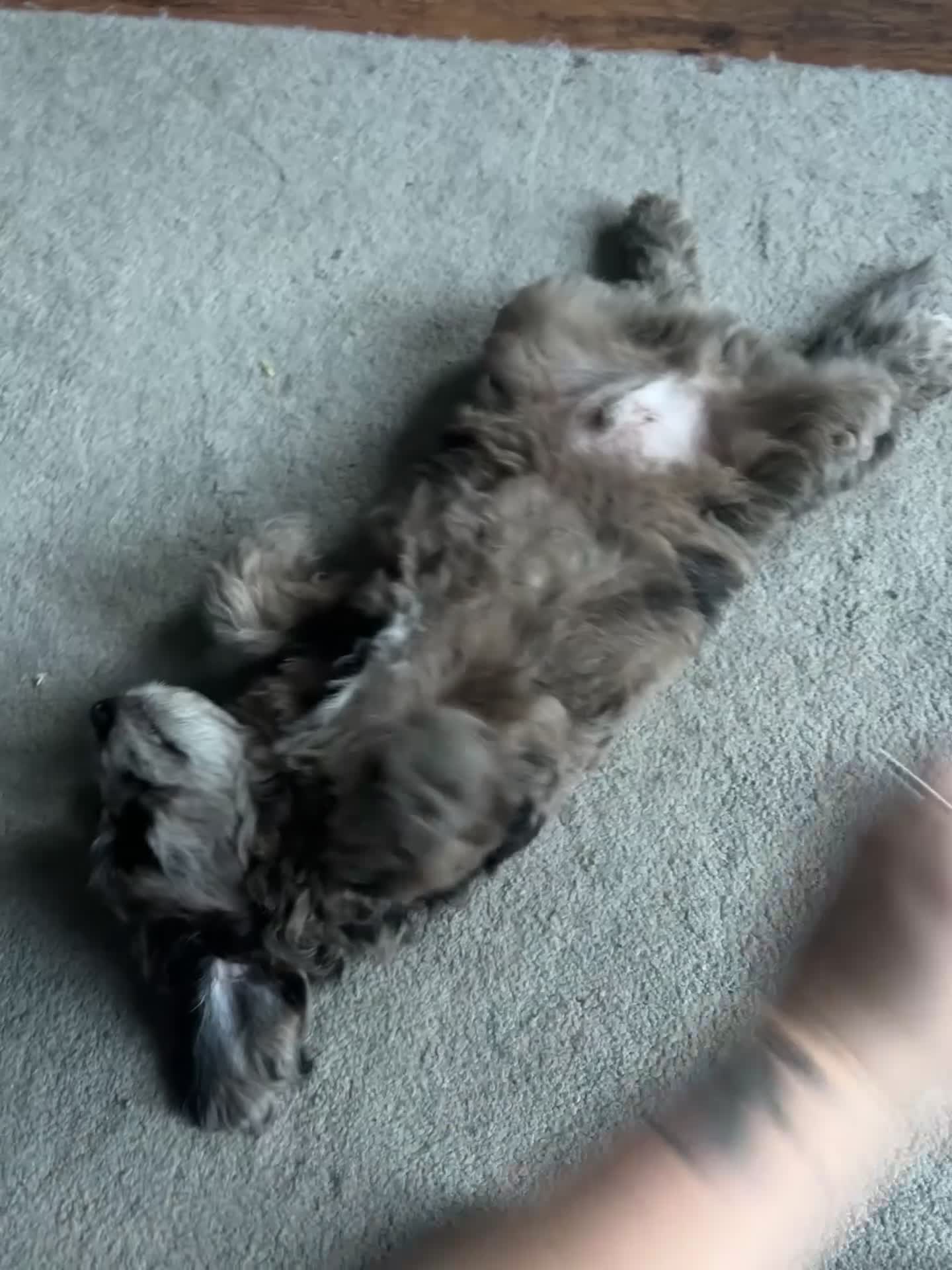 Sproodle dogs for sale: 9 week old male Merle Sproodle - Video 1