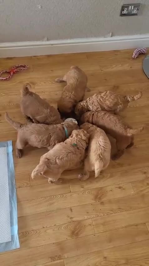Double Doodle dogs for sale: Doubledoodle - Video 1