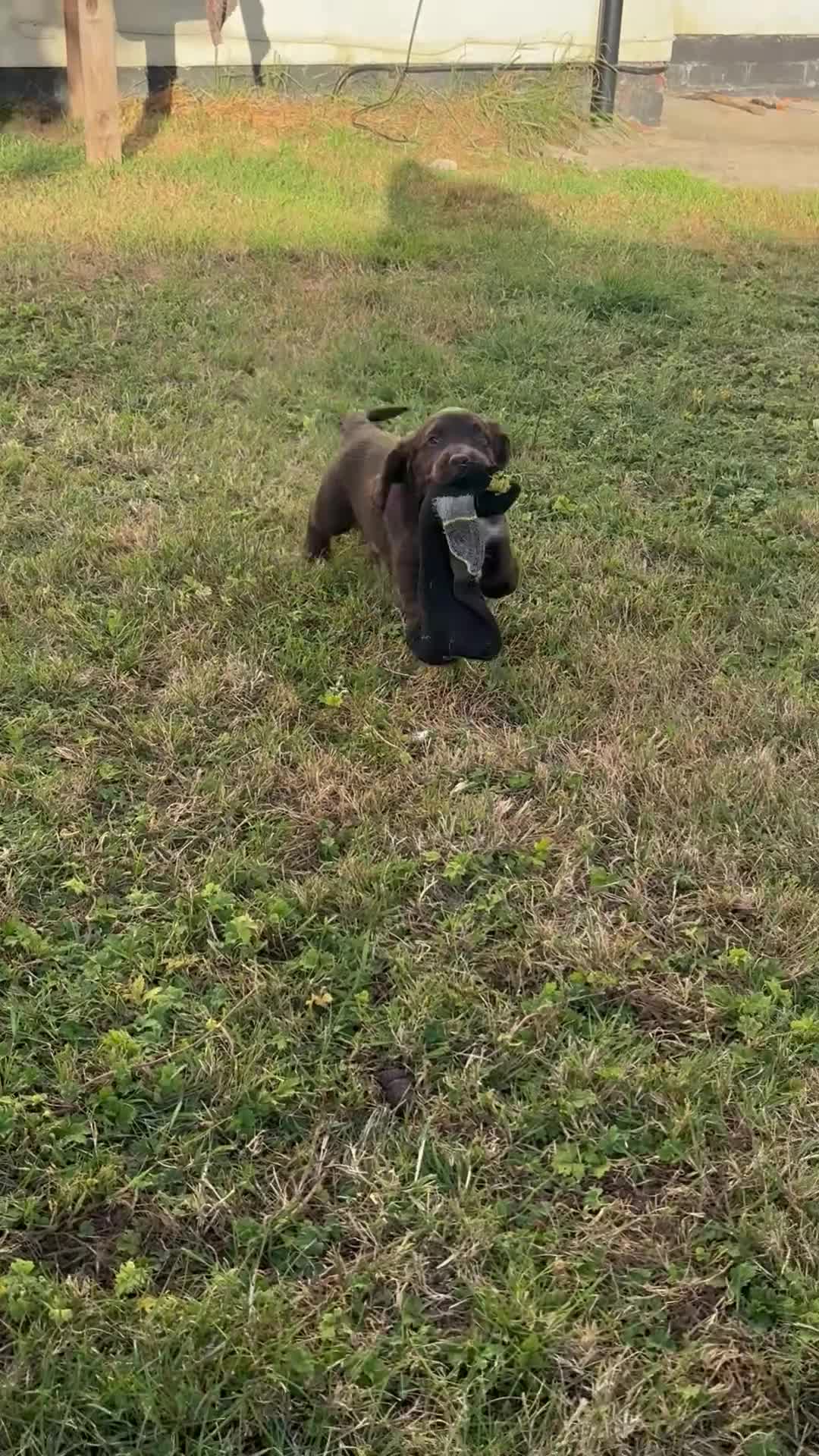 Cocker Spaniel dogs for sale: Working Cocker Spaniel Puppies  - Video 3