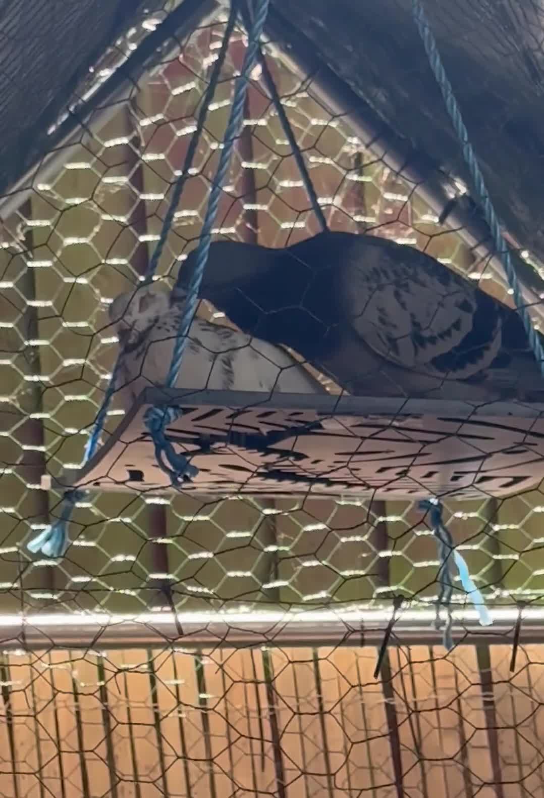 Pigeons birds for sale: 2 male pigeons  in Towcester - Video 1