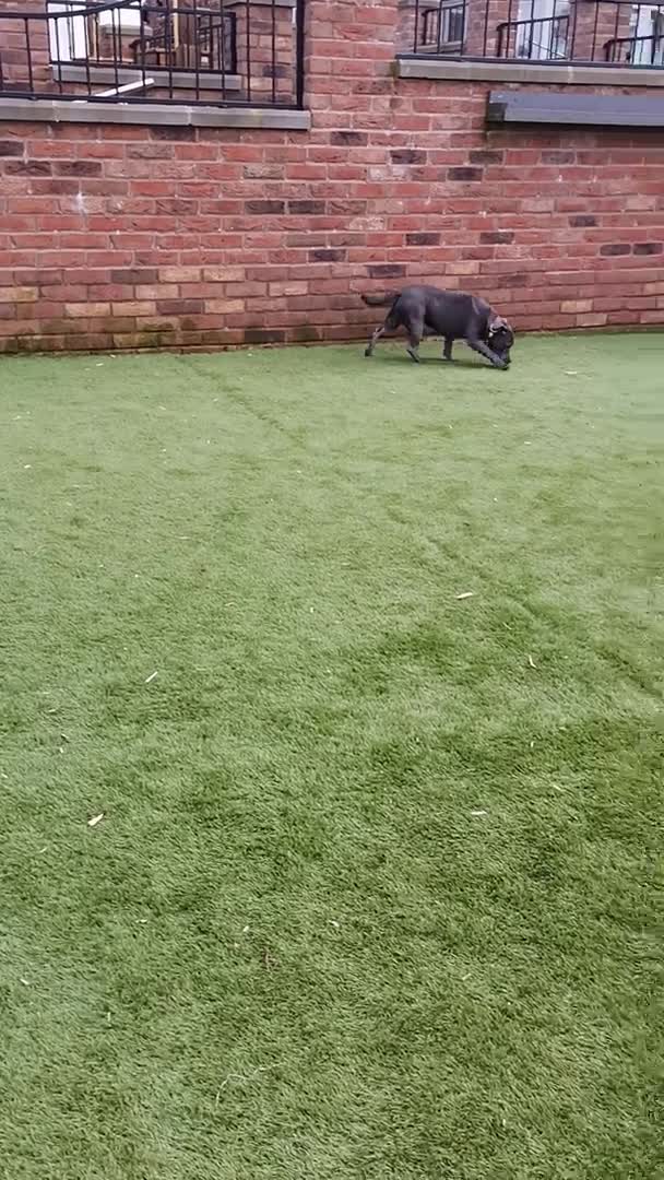 Staffordshire Bull Terrier dogs for stud: PROVEN STUD. ADONIS JUNIOR NOBLESTAFF!!! in Stoke-on-Trent - Video 1