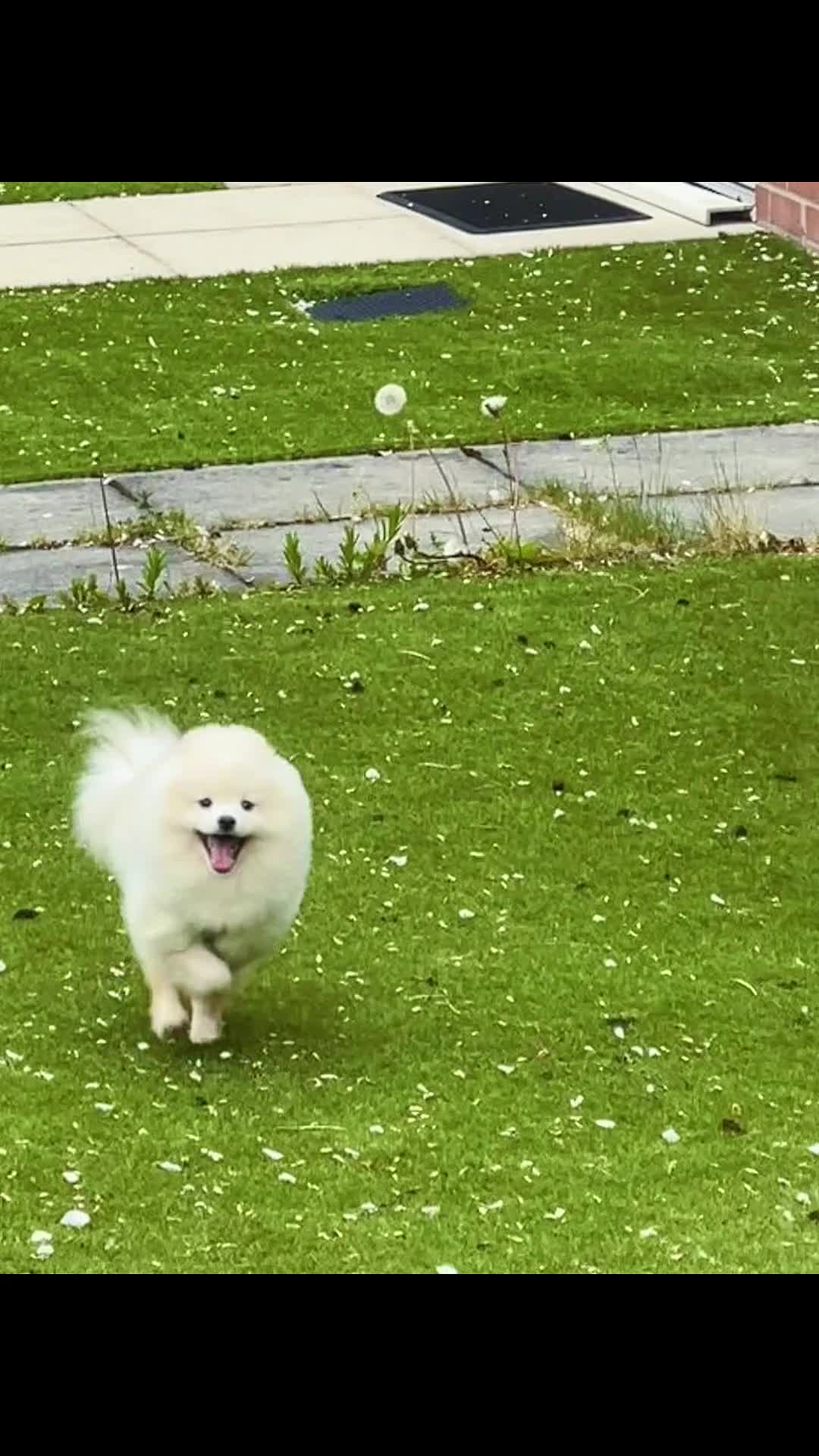 Pomeranian dogs for stud: “Rare Russian Pomeranian Pup – White Male – £2,500 - Video 1