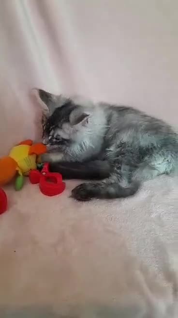 Maine Coon cats for sale: black smoke/polydactyl maine coonTICA kittens - Video 3
