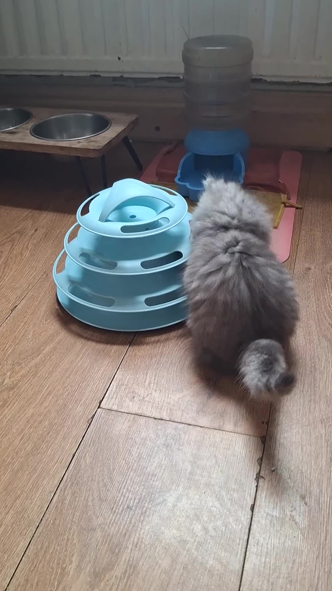 Persian cats for sale: Persian chinchilla  - Video 2