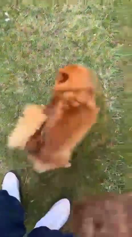 Pomeranian dogs for sale: Pomeranian (Girl) - Video 1