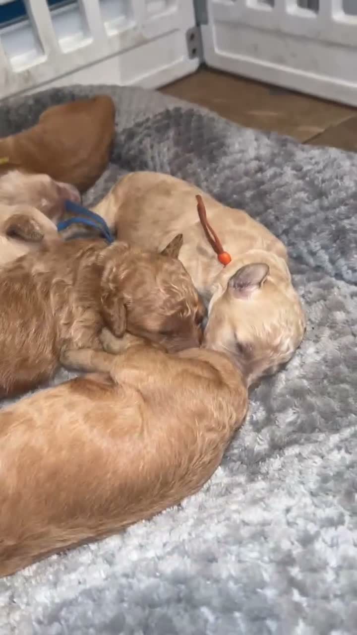 Goldendoodle dogs for sale: Multigenerational Goldendoodle puppies - Video 3