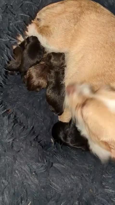 Mixed Breed dogs for sale: 3 beautiful mixed breed puppies  in High Wycombe - Video 2