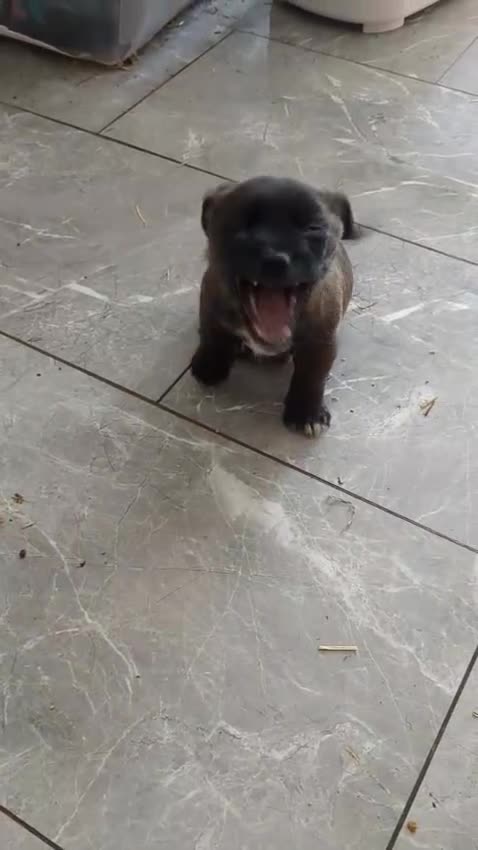 Mixed Breed dogs for sale: Last 3 mixed breed puppies available  - Video 2