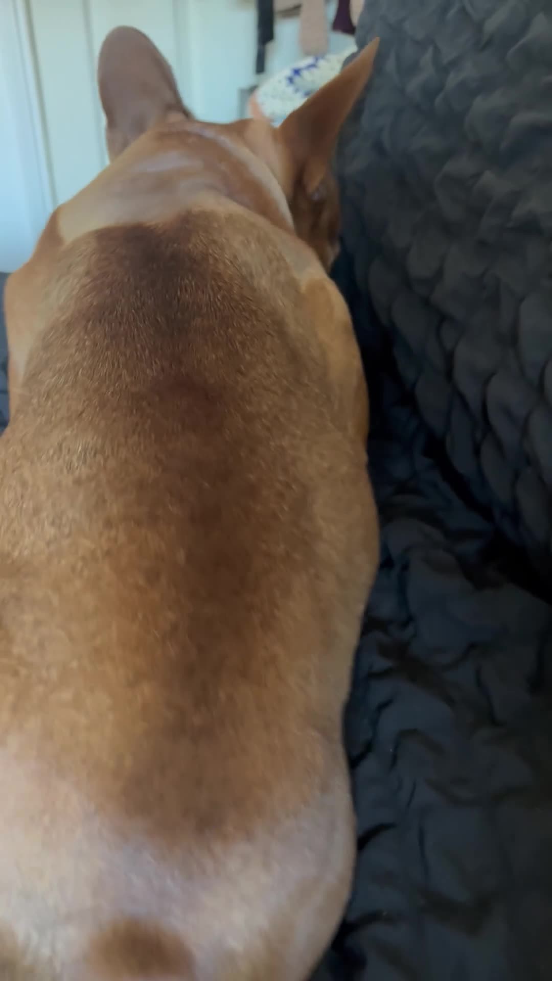 French Bulldog dogs for sale: lupo the french bulldog  - Video 4