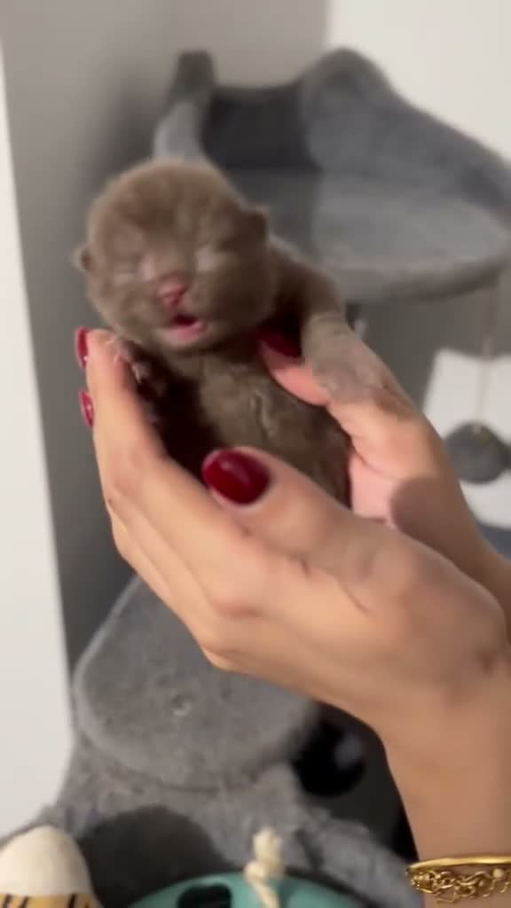 British Shorthair cats for sale: Active 🐾 Cinnamon BSH Kittens – 2 Girls & 1 Boy  - Video 2