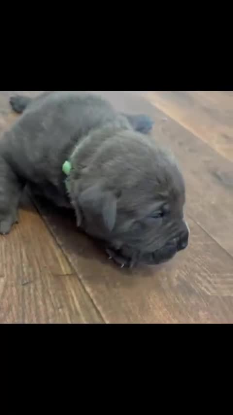Mixed Breed dogs for sale: 🔥3 Left Cane Corso x Presa Puppies Ready 22Apr🔥 - Video 2