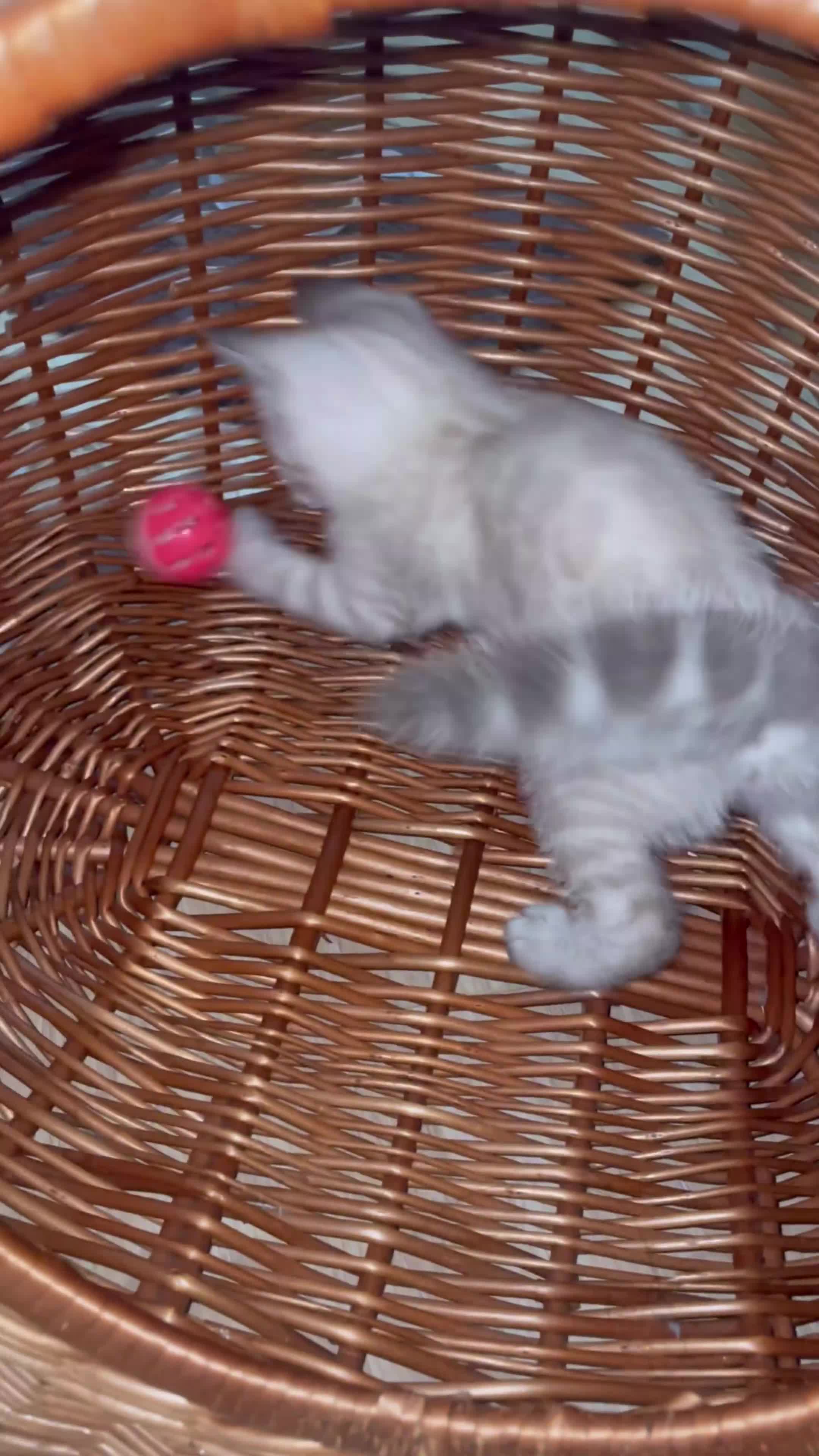 Bengal cats for sale: 🔥🏆Striking Rossetted Tica Pedigree Leapords🏆🔥 - Video 3