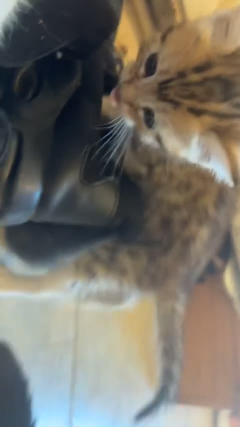 British Shorthair cats for sale: 4 loving kittens  in Doncaster - Video 4
