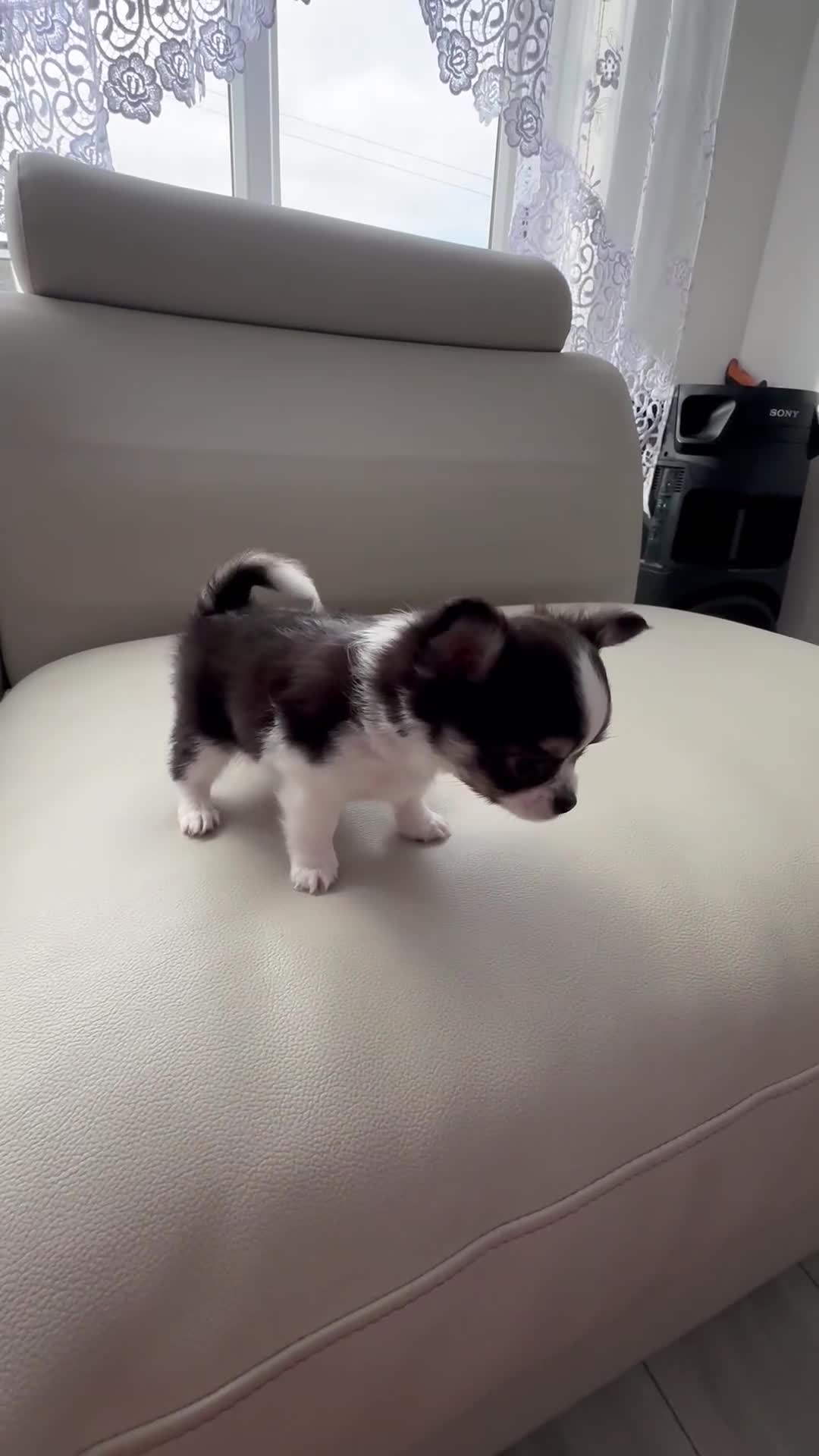 Chihuahua dogs for sale: Chihuahua  - Video 3