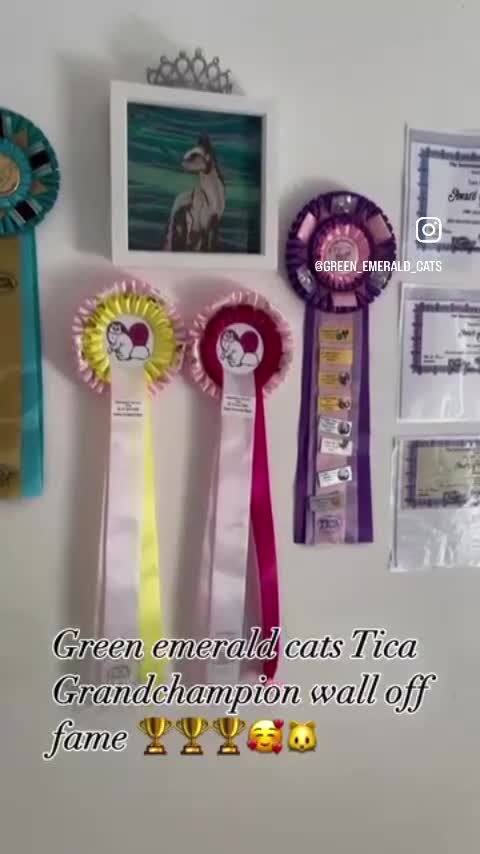 Abyssinian cats for sale: TICA TRIPPLE GRAND CHAMPION ABYSSINIAN GIRL - Video 3