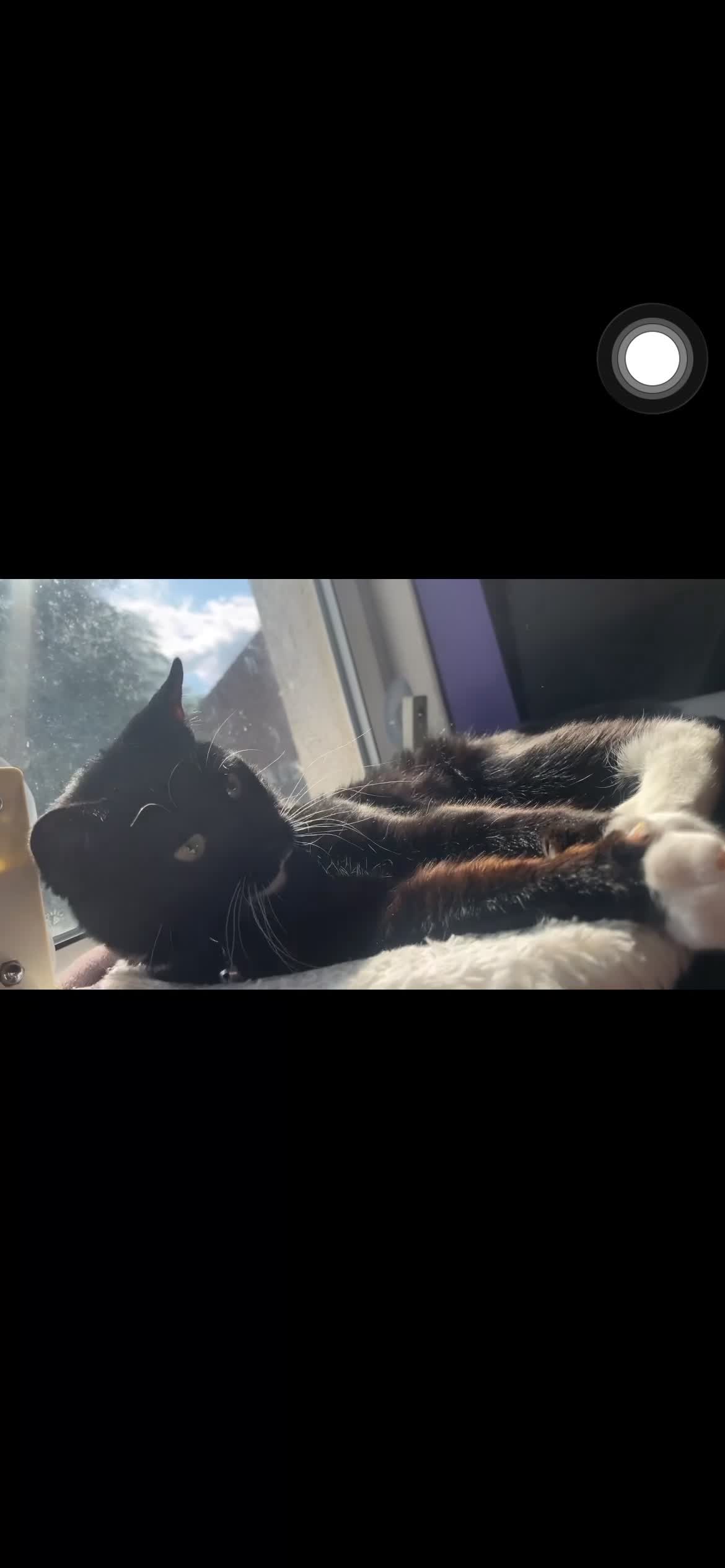 Mixed Breed cats for sale: Milo  - Video 1