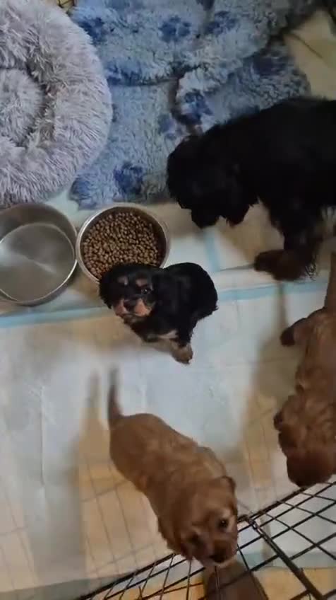 Cavalier King Charles Spaniel dogs for sale: Cavalier King Charles Spaniel Puppies in Chelmsford - Video 1