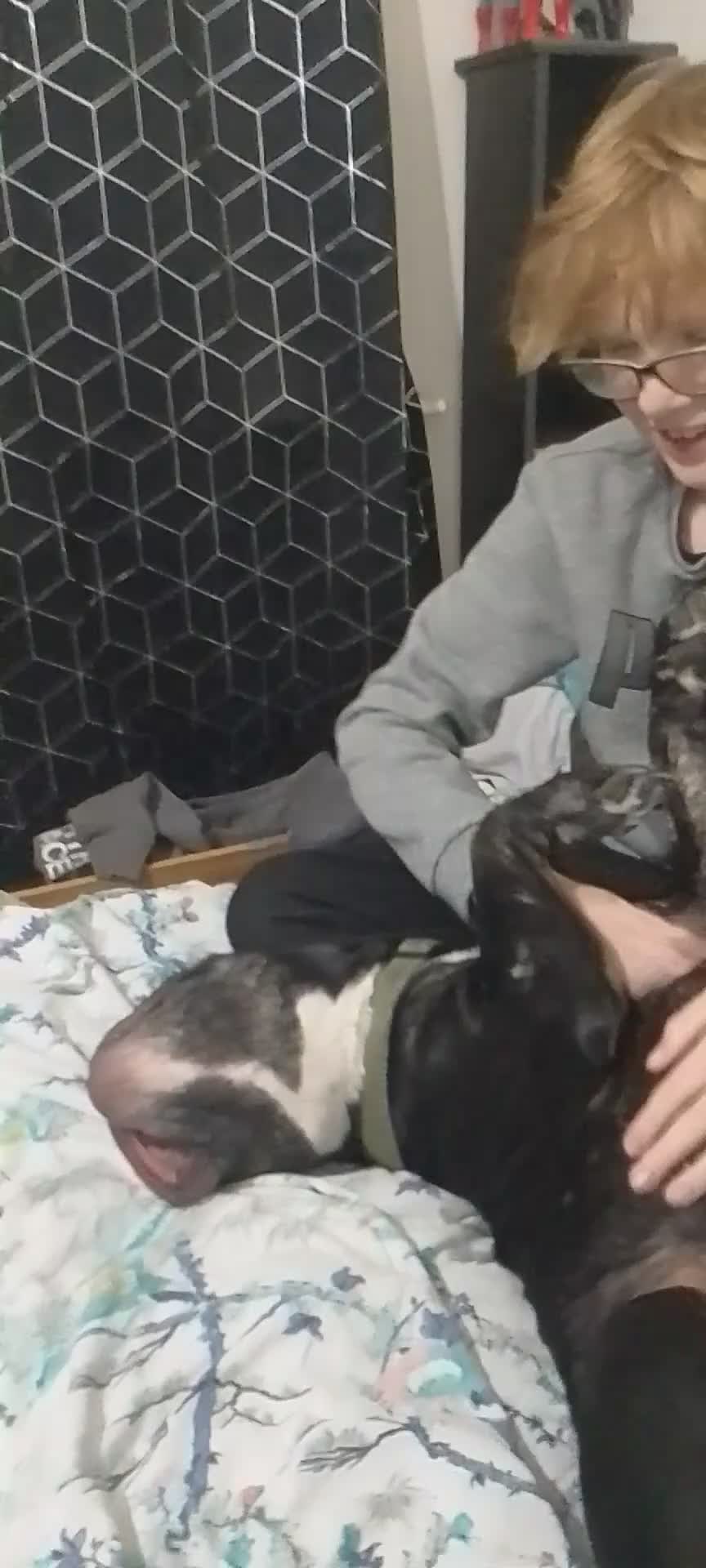 Dorset Olde Tyme Bulldogge dogs for sale: The BEST Companion ull ever have, Diesel £75  ❤️🙏 - Video 1