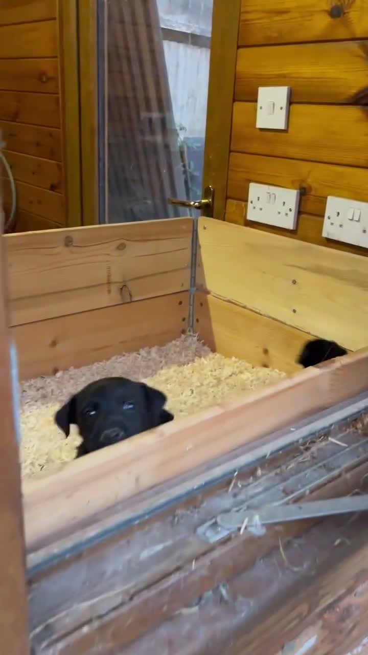 Mixed Breed dogs for sale: Dog pup  - Video 2