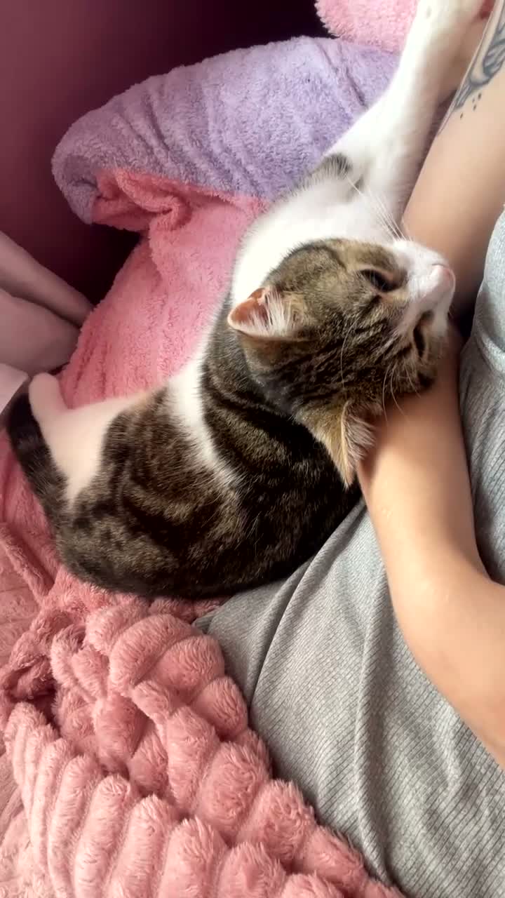 Mixed Breed cats for sale: Nova - almost a year old  - Video 1