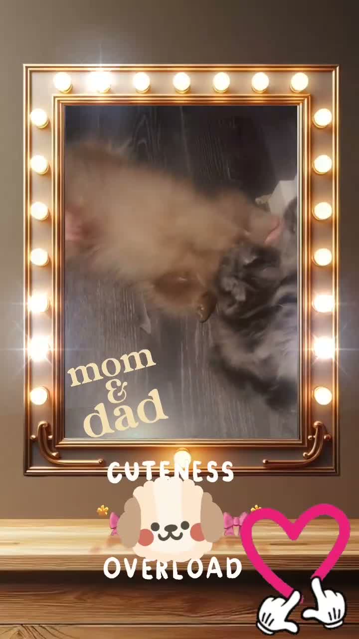 Pomeranian dogs for sale: 👀2 🐶 Left  ✨Four Mini Little Gems💎🐾🐶✨💜🧡🩶🤎 - Video 2