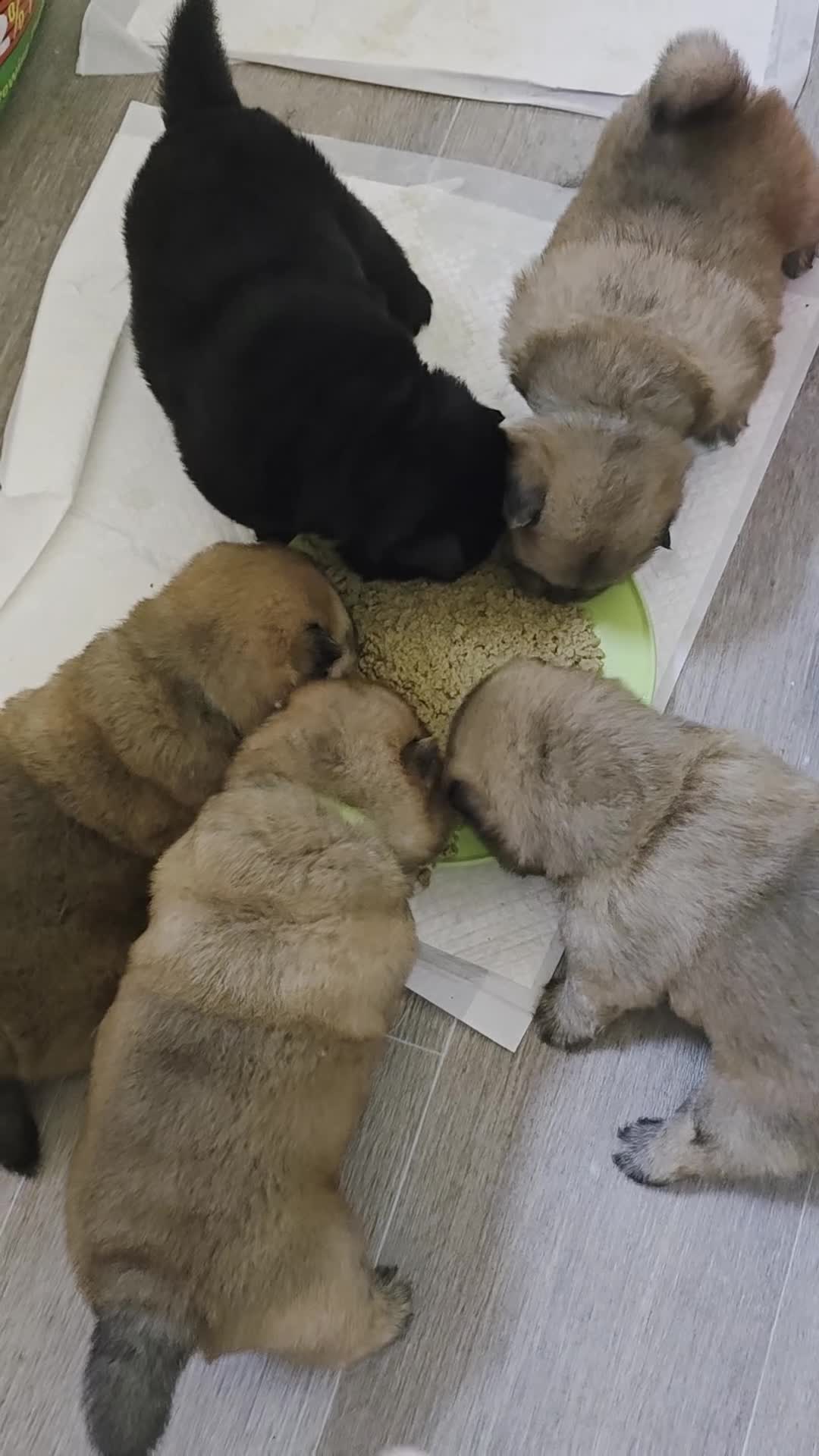 Chow Chow dogs for sale: Chow chow pups - Video 2